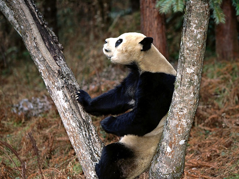 Better than a Masseuse, Giant Panda
